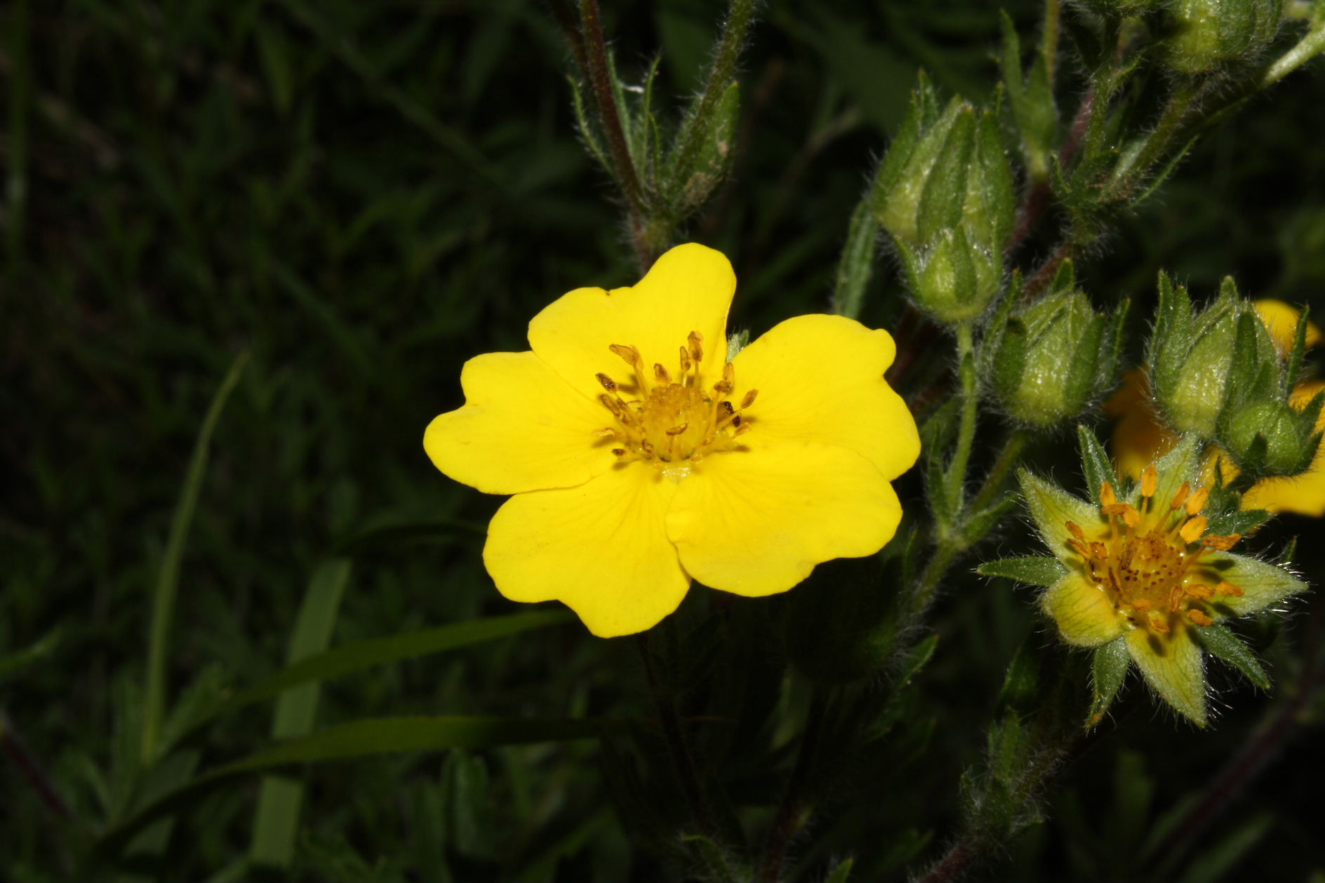 Potentilla pedata / Cinquefoglia pedata